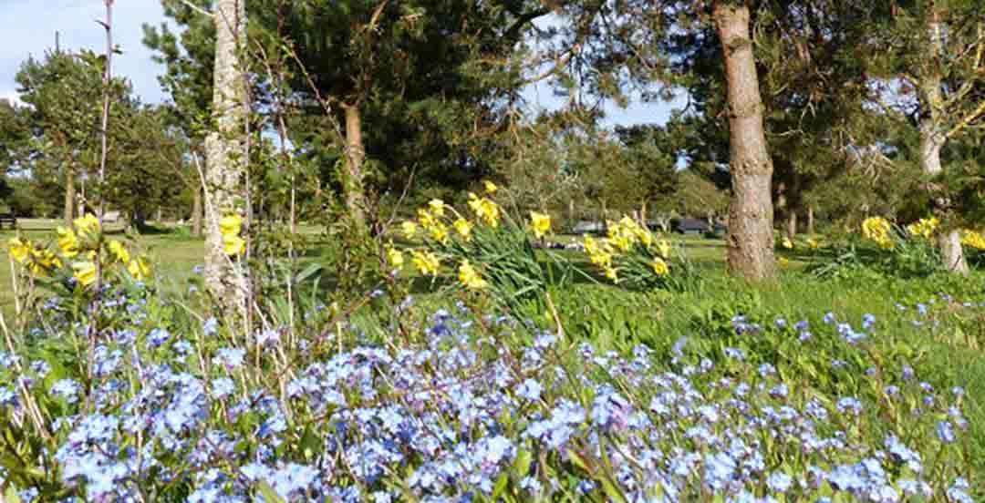 clovery woods of rest
